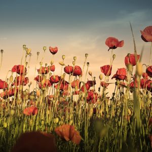 Champ de Coquelicots Vibrants