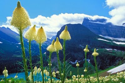 Paysage de montagne avec des fleurs sauvages