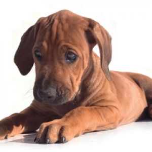 Chiot Mignon Allongé