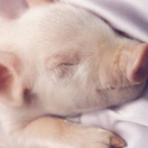 Mignon Porcelet Endormi