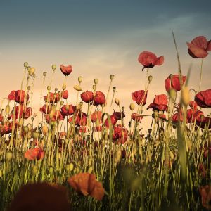 Champ de Coquelicots Vifs