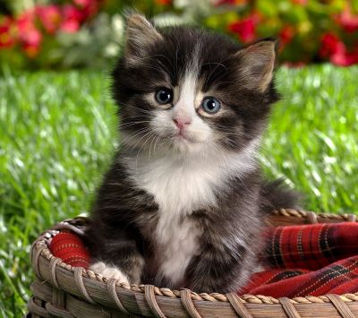 Chaton Adorable dans un Panier