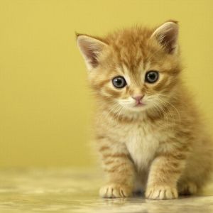 Mignon chaton orange