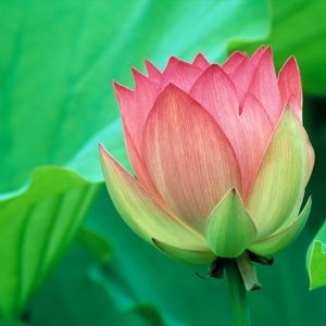 Belle fleur de lotus rose