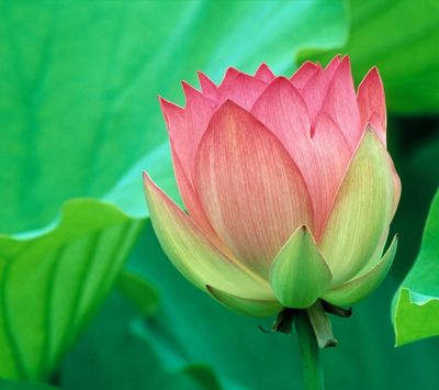 Belle fleur de lotus rose