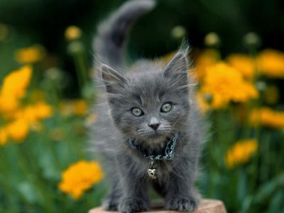 Chaton Gris Épais dans les Fleurs