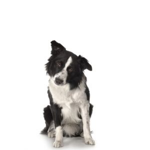 Chien Border Collie Mignon