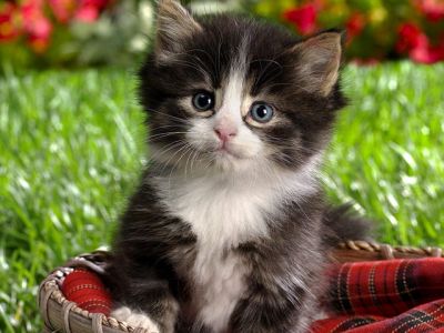 Chaton Mignon dans un Panier
