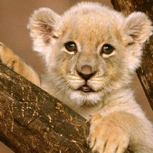 Bébé Lion Mignon