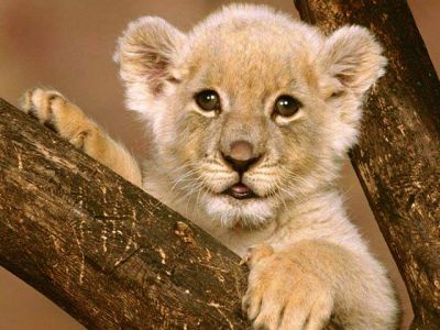 Bébé Lion Mignon