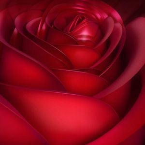 Gros Plan de Rose Rouge