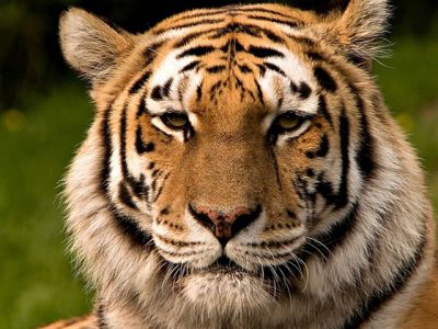Tigre Majestueux en Gros Plan