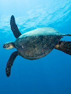 Tortue Marine Sous-Marine