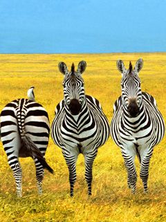 Zèbres dans la Prairie Dorée