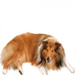 Chien Collie Mignon
