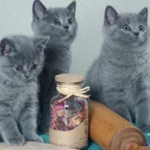 Jolis Chatons Gris