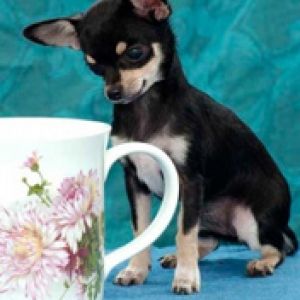 Chihuahua Mignon avec Tasse Florale
