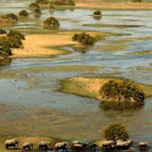 Éléphants dans un Paysage Serein