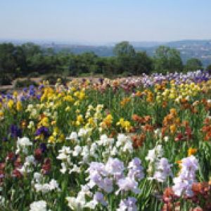 Champ de Fleurs Vibrantes