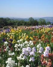 Champ de Fleurs Vibrantes