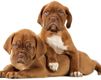 Chiots Boxer Adorables