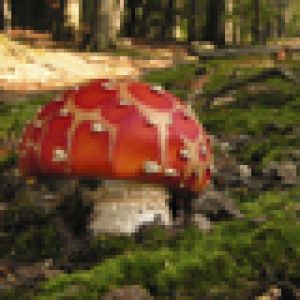 Champignon Rouge Éclatant dans la Forêt
