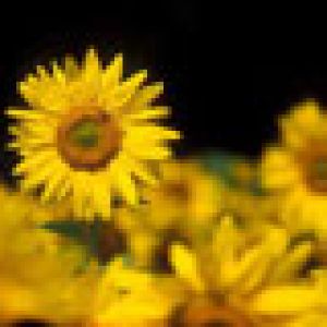 Tournesols Vibrants en Fleurs