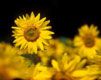Tournesols Vibrants en Fleurs