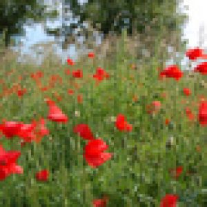 Pavots Rouges Vifs en Fleurs