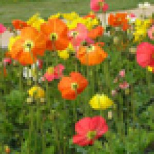 Champ de Fleurs Colorées