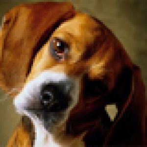Chien Beagle Mignon