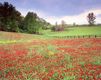 Paysage de Champ de Fleurs Vives