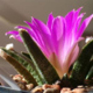Fleur de Cactus Rose Éclatante
