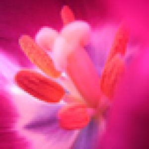 Gros Plan de Fleur Vibrante