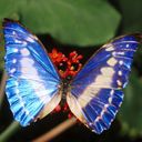 Papillon Bleu Éclatant