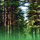 Paysage Forestier Serein