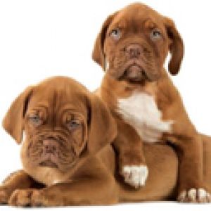 Chiots Mignons