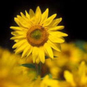 Tournesol Éclatant en Fleur