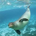 Phoque Joueur Sous l'Eau