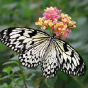 Beau Papillon sur Fleur