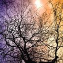 Silhouette d'Arbre Abstrait Coloré