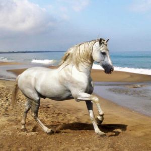 Cheval Blanc Majestueux sur la Plage