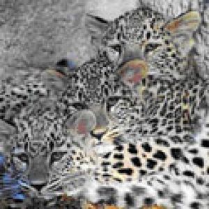Bébés Léopards en Câlin