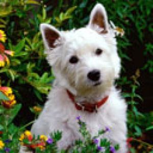 Chien Blanc Mignon dans le Jardin