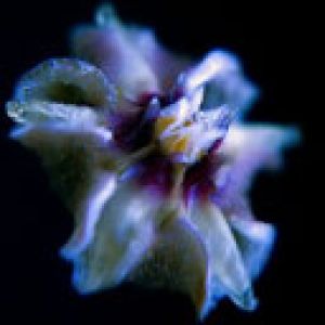 Fleur Abstraite Vibrante