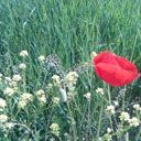 Pavot Rouge Vibrant dans un Champ Vert