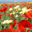 Champ de Fleurs Vibrantes