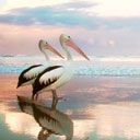 Pélicans au Bord de l'Eau