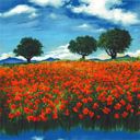 Paysage de Coquelicots Vibrants