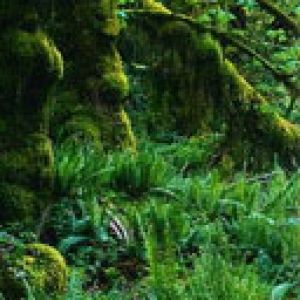 Forêt Luxuriante
